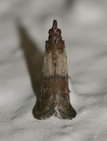 Plodia interpunctella - Indian Meal Moth