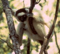 Verreaux's sifaka (Propithecus verreauxi verreauxi)