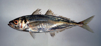 Trachurus japonicus, Japanese jack mackerel: fisheries, aquaculture