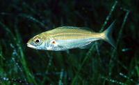 Pagellus acarne, Axillary seabream: fisheries, gamefish