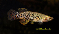 Fundulus chrysotus, Golden topminnow: aquarium