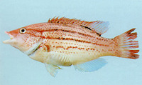 Bodianus leucosticticus, Lined hogfish: fisheries