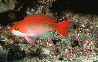 Pseudanthias cooperi, Red-bar anthias: aquarium