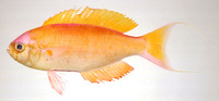 Callanthias japonicus, : fisheries