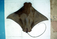 Rhinoptera steindachneri, Pacific cownose ray: aquarium