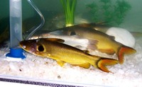 Horabagrus brachysoma, GÃ¼nther's catfish: fisheries
