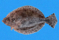 Paralichthys woolmani, Speckled flounder: fisheries