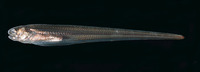 Carapus mourlani, Star pearlfish: