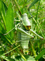 Polysarcus denticaudus
