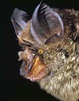 Image of: Rhinolophus (horseshoe bats)