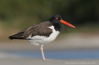 Haematopus palliatus - American Oystercatcher