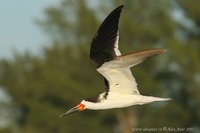 Rynchops niger - Black Skimmer