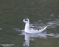 Phalaropus lobatus - Red-necked Phalarope