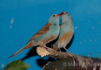 Uraeginthus cyanocephalus - Blue-capped Cordonbleu