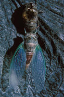 Image of: Cicadidae (cicadas)