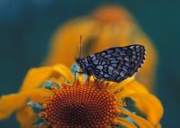 Image of: Euphydryas phaeton