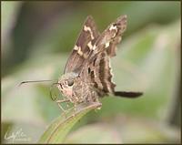 Image of: Urbanus proteus (bean leafroller)