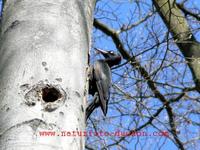 Dryocopus martius - Black Woodpecker