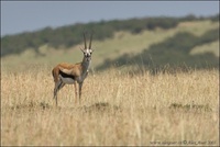 Gazella thomsonii - Thompson's Gazelle
