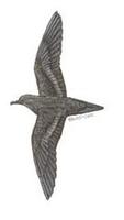 Image of: Bulweria bulwerii (Bulwer's petrel)