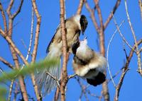 Image of: Cyanopica cyanus (azure-winged magpie)