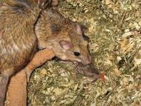 Sekeetamys calurus - Bushy-tailed Jird