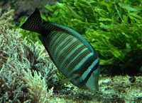 Zebrasoma desjardinii - Desjardin's Sailfin Tang