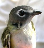 Image of: Vireo solitarius (blue-headed vireo)