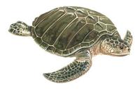 Image of: Lepidochelys kempii (Kemp's Ridley sea turtle)