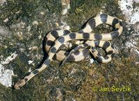 Tropidophis wrighti
