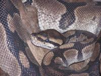 Python regius - Ball Python