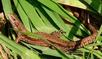 Zootoca vivipara - Common Lizard