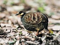 Taiwan Partridge - Arborophila crudigularis