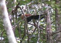 Black-faced Coucal - Centropus melanops