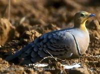 Chestnut-bellied Sandgrouse - Pterocles exustus