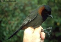 Rufous-necked Laughingthrush - Garrulax ruficollis