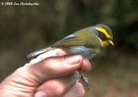 Black-faced Warbler - Abroscopus schisticeps