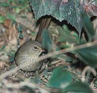 Madagascar Brush-Warbler (Nesillas typica) photo