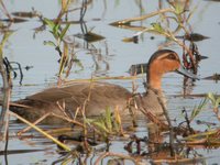 Philippine Duck - Anas luzonica