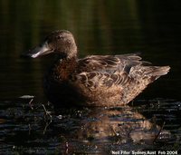 Australian Shoveler - Anas rhynchotis