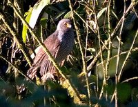 Barred Forest-Falcon - Micrastur ruficollis