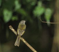 Greenish Elaenia (Myiopagis viridicata) photo