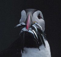 Atlantic Puffin (Fratercula arctica) photo