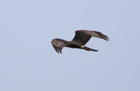 Long-winged Harrier (Circus buffoni) photo