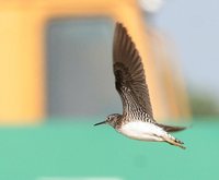 Solitary Sandpiper - Tringa solitaria