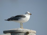 Armenian Gull - Larus armenicus