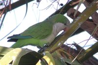 Monk Parakeet - Myiopsitta monachus