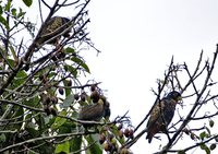 Bronze-winged Parrot - Pionus chalcopterus