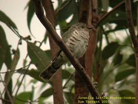 Little Bronze-Cuckoo - Chrysococcyx minutillus