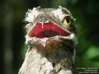 Common Potoo - Nyctibius griseus